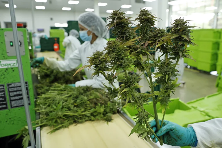 Se emitieron las reglamentaciones para importar y exportar cannabis en Colombia