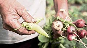 Proyecto para crear zona franca agroindustrial en Ñuble toma fuerza